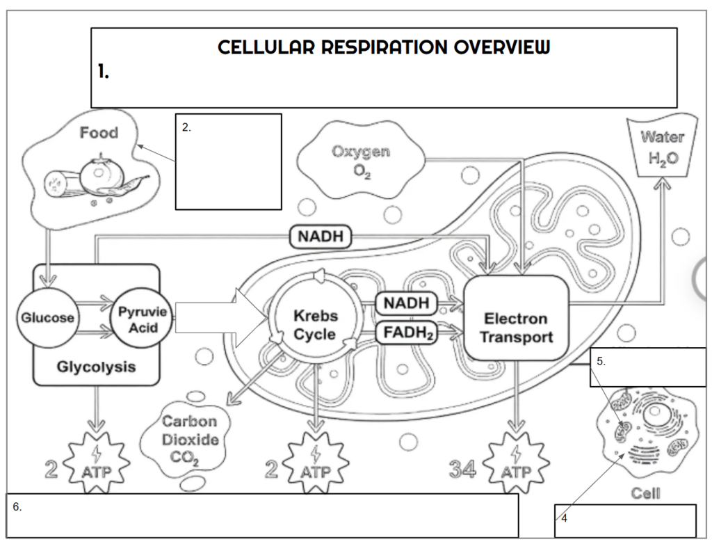 Cellular respiration overview diagram