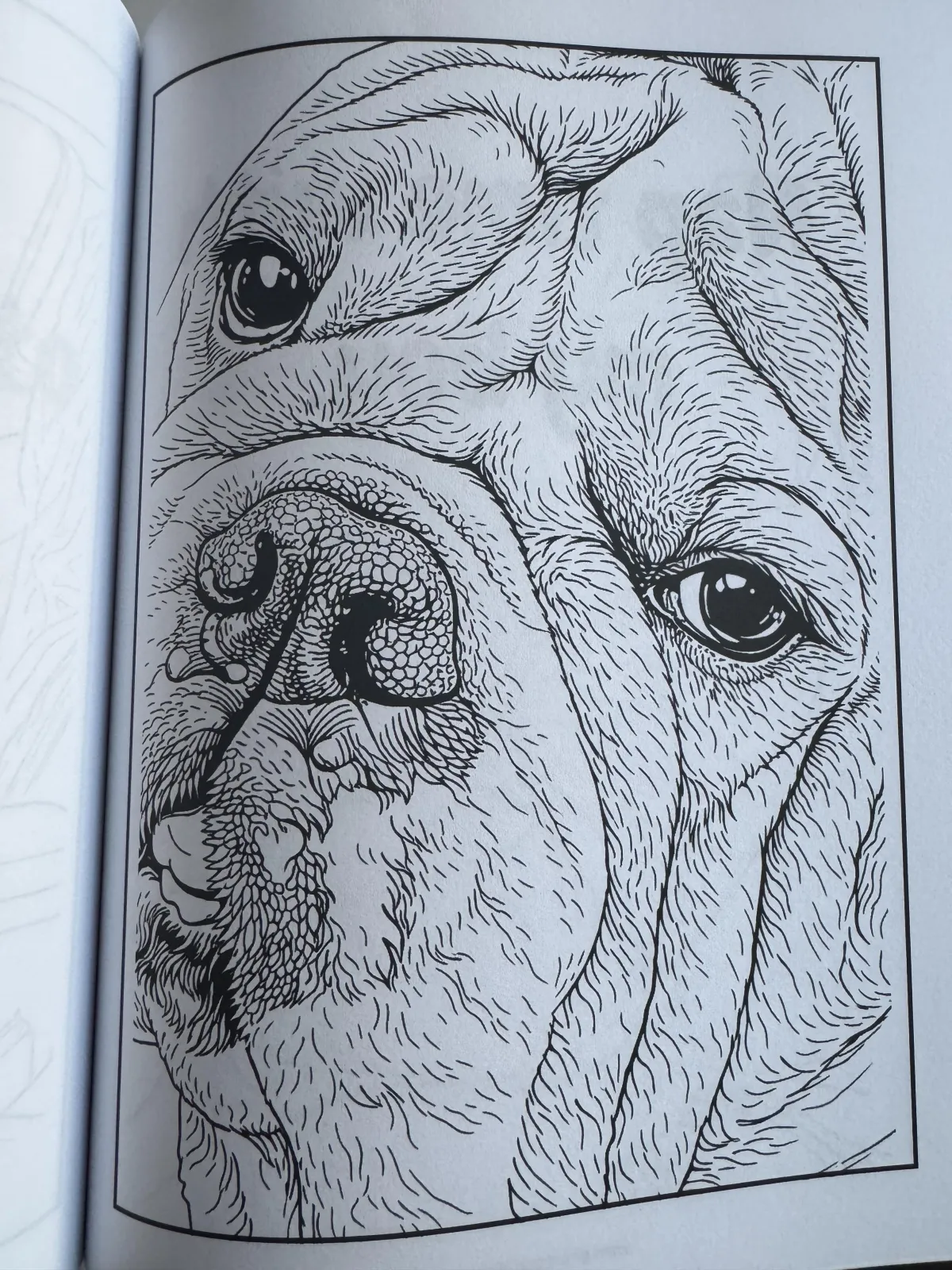Close-up coloring page portrait of George the English Bulldog