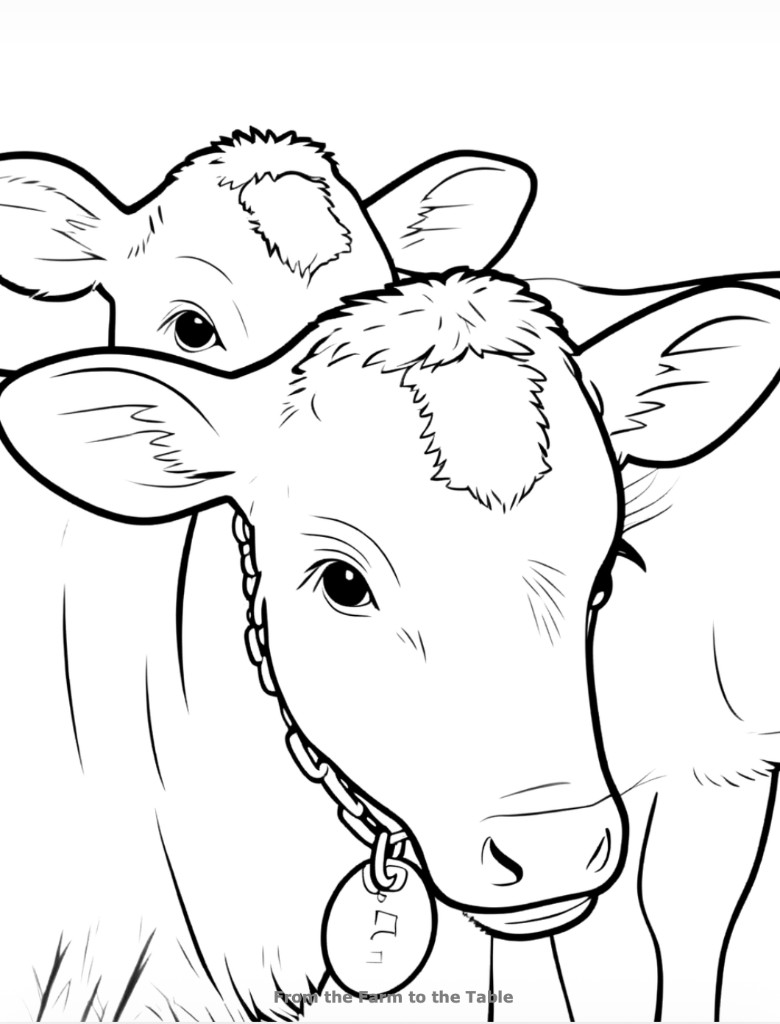 Coloring page of two Holstein dairy calves from the From the Farm to the Table series