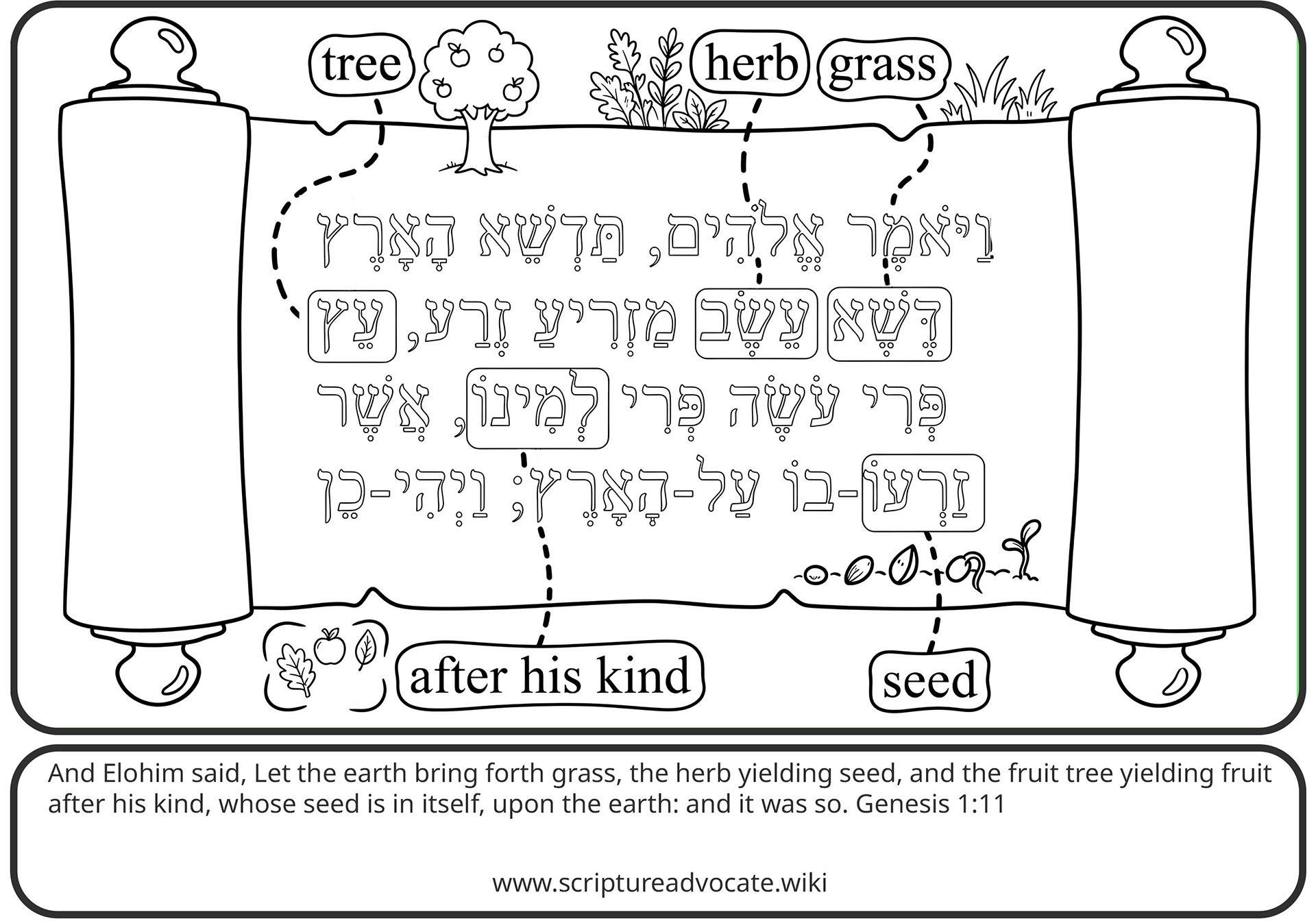 Coloring page of an open Hebrew scroll with plant labels for tree, herb, grass, and seed